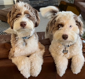 F1 Mini Aussiedoodles Teddy & Oliver of Star & Goose